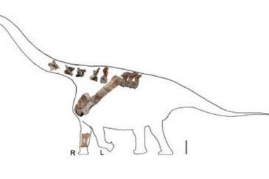 fossil-dinosaur