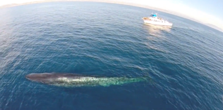Drone Whale Watching