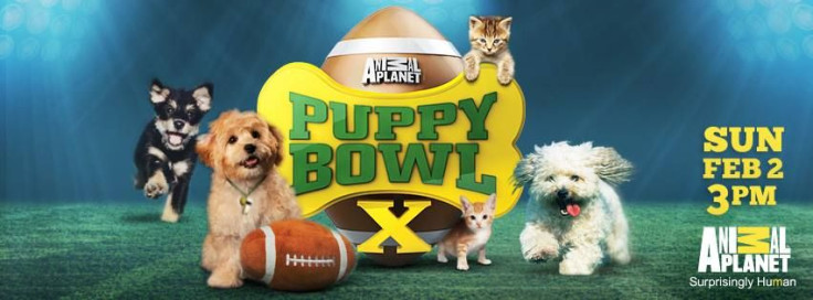 Puppy Bowl 2014