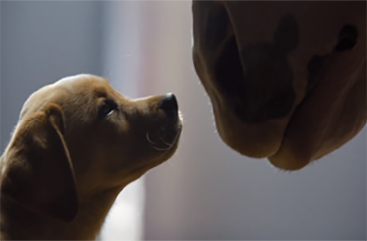 Super Bowl, Which Commercial Will You Remember? [VIDEO]