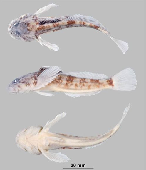 new-species-fish