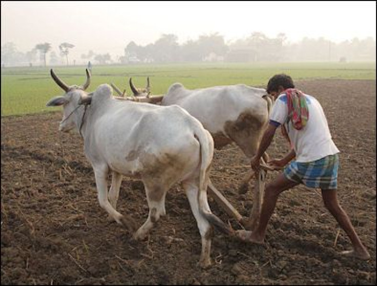 Cattle in West Bengal