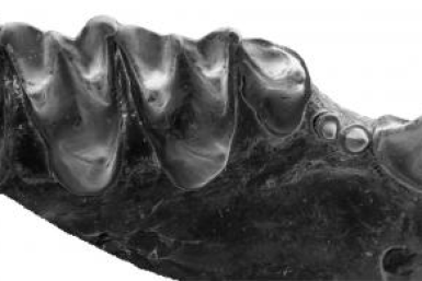 bat fossil2