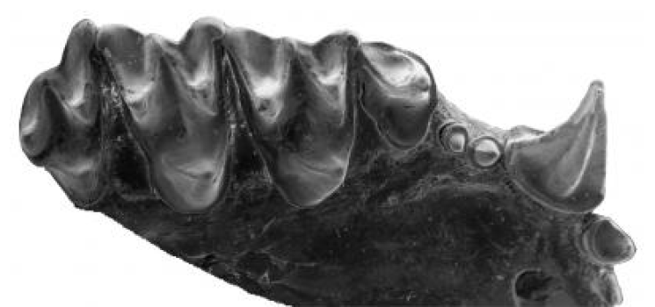 bat fossil2