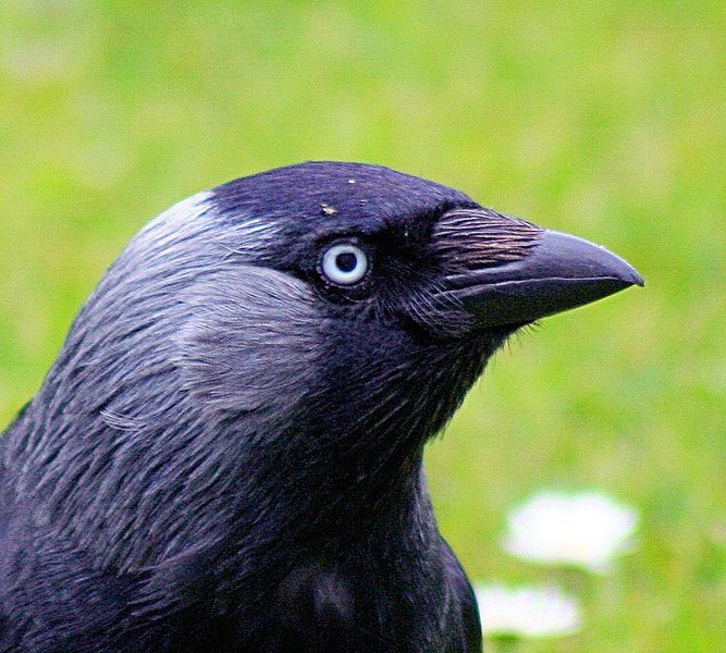 jackdaw