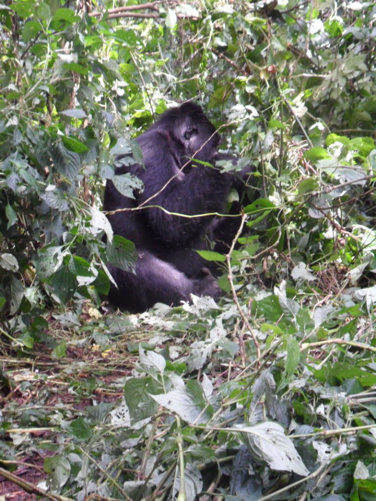 Mountain gorilla