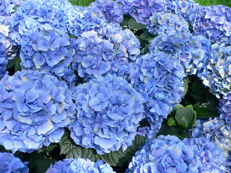 Hydrangea flower