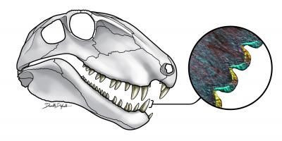 teeth