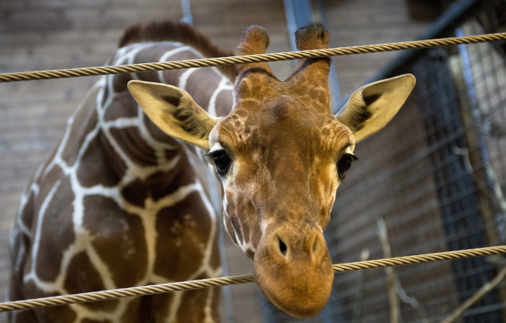 Giraffe Looks On