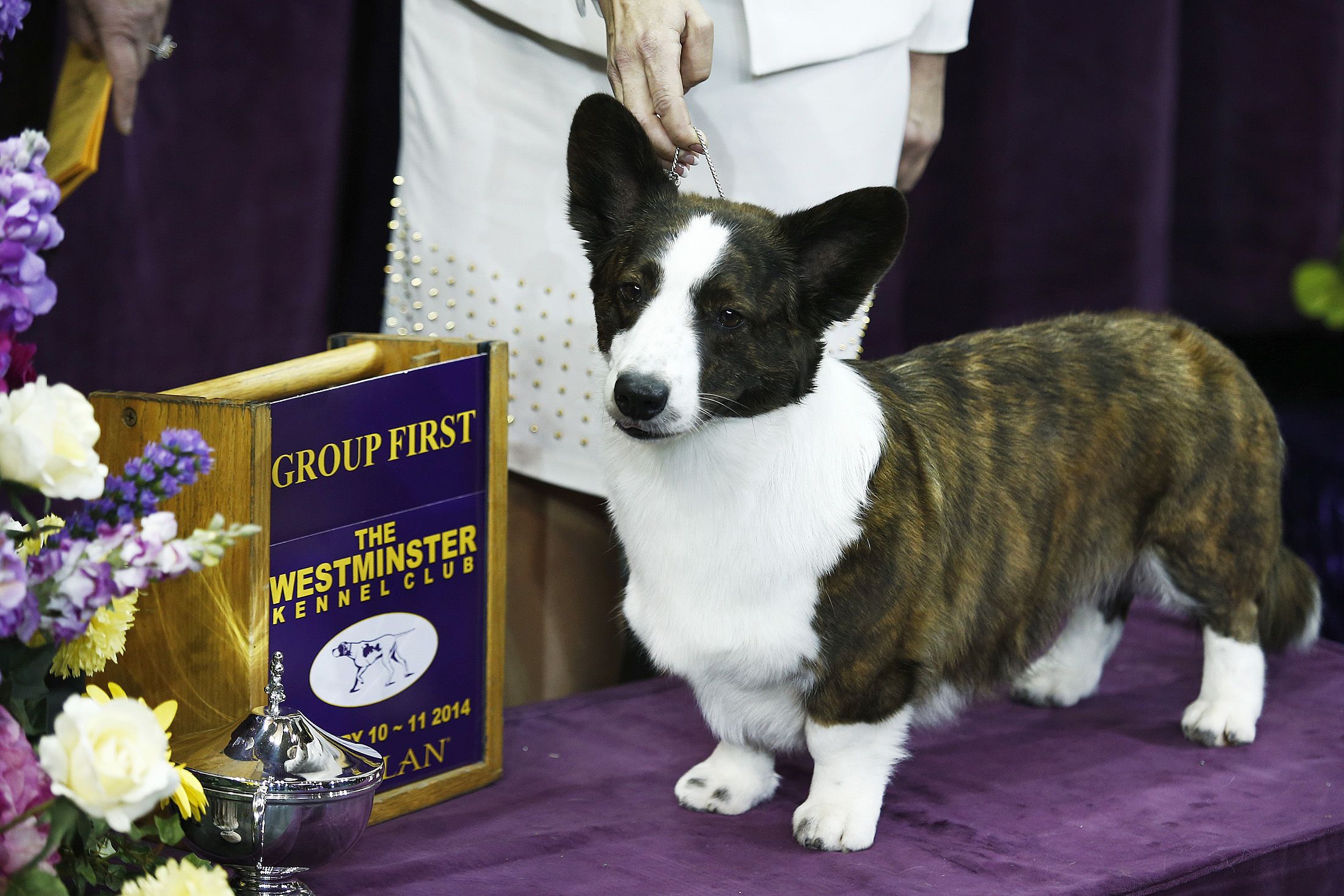 Westminster Dog Show 2014 Day 1 Results 'Best Of Group' In Hound, Toy
