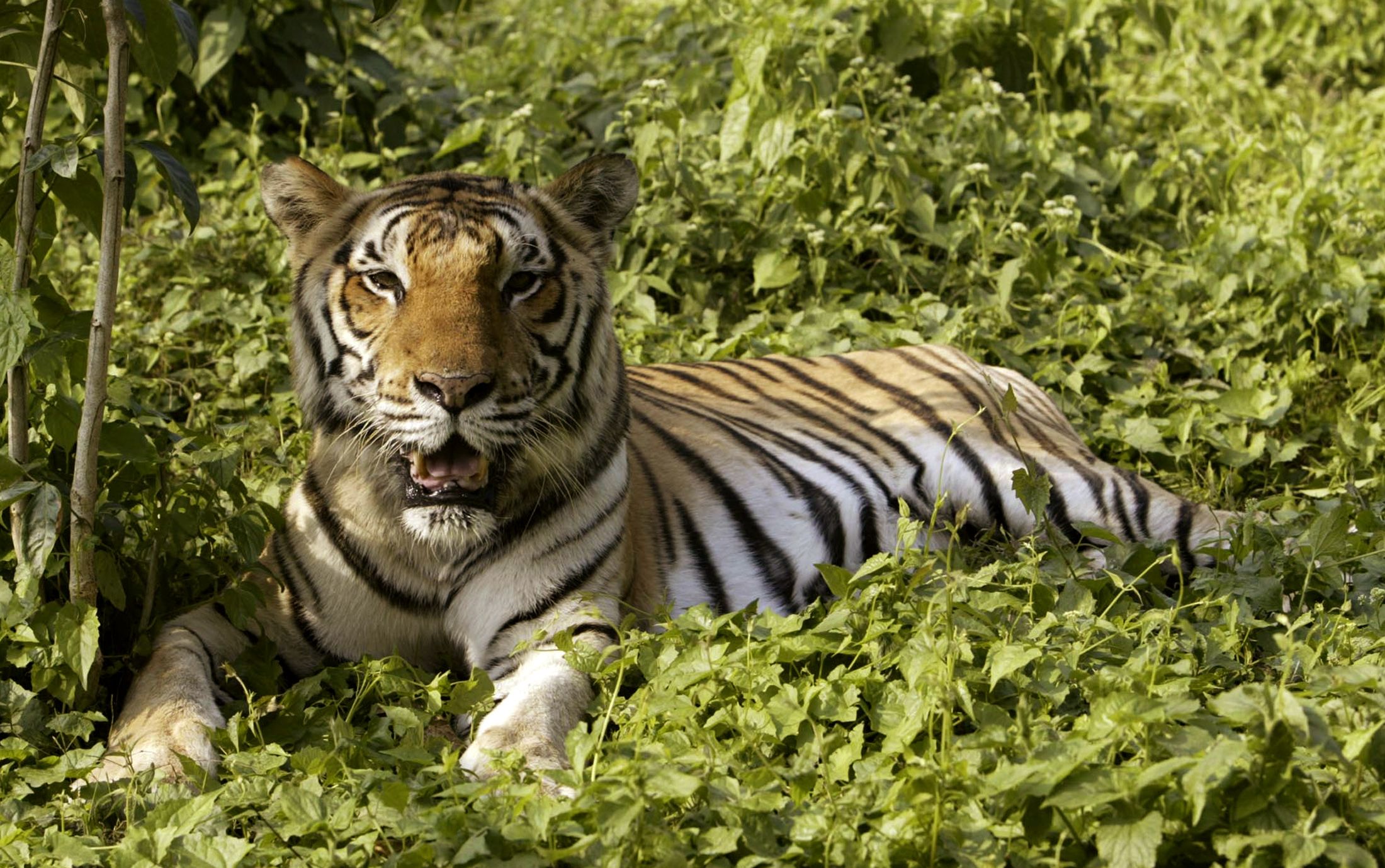 Fugitive Feline: Man-Eating Tiger In India Kills 10, Remains On The ...