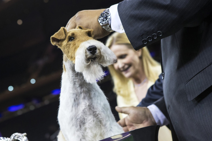 Sky The Wire Fox Terrier