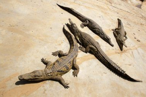 Crocodiles Climb Trees To get Sun And Hunt Their Prey 