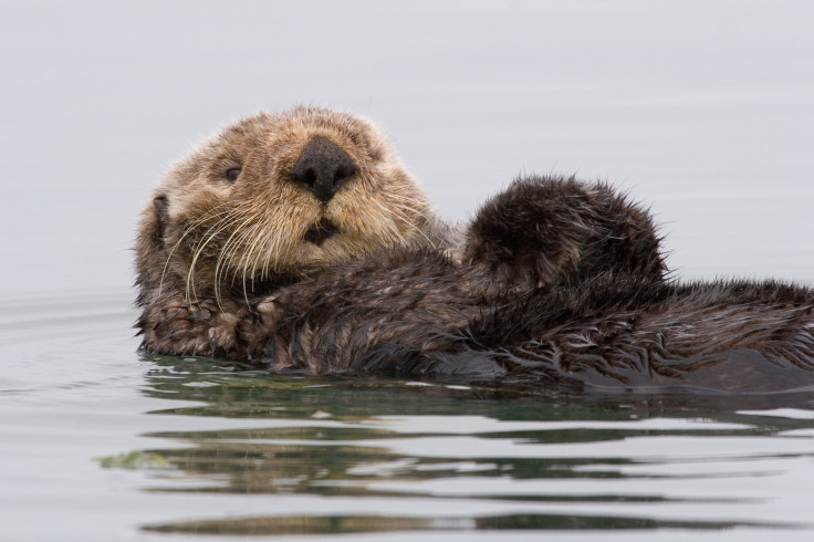 sea-otter