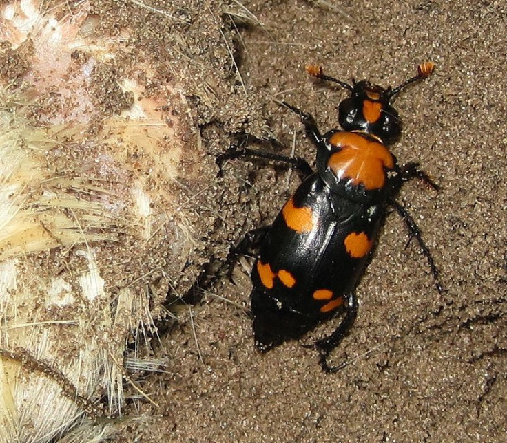 American_Burying_Beetle