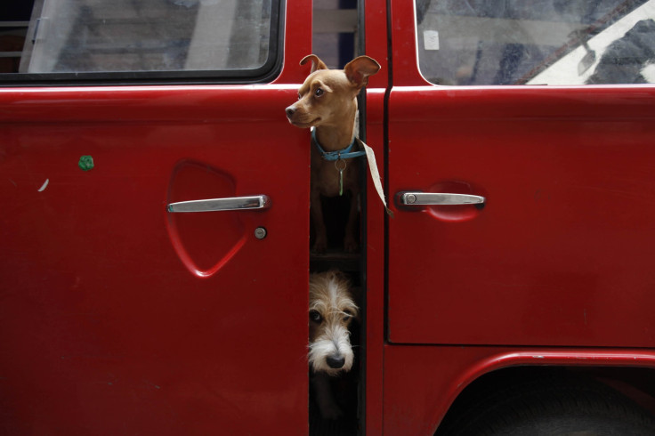 Dog kidnappings in Mexico City