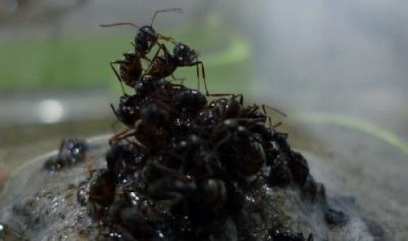 ant