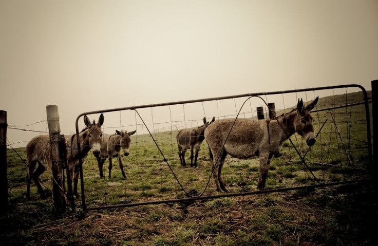 Donkey by Shutterstock