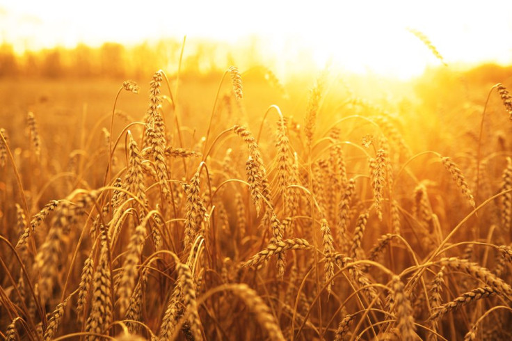 Wheat by Shutterstock
