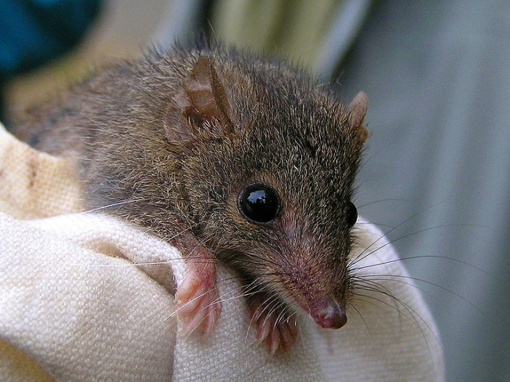 agile-antechinus