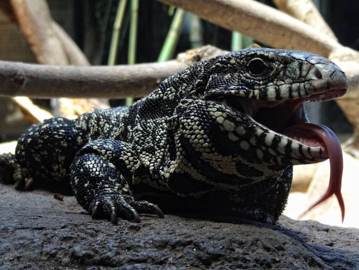 black-white-tegu