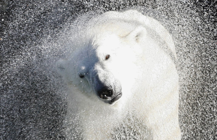 National Polar Bear Day: 20 Interesting Facts About Polar Bears