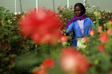 Woman harvests roses in a greenhouse at the ET Highland Flora flower farm just outside Ethiopian capital, Addis Ababa,