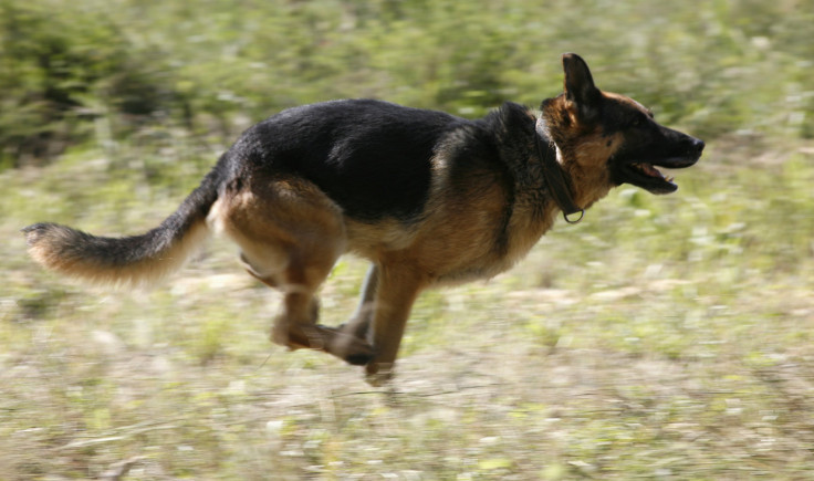 German Shepherd