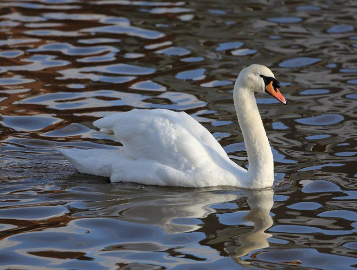 mute-swan