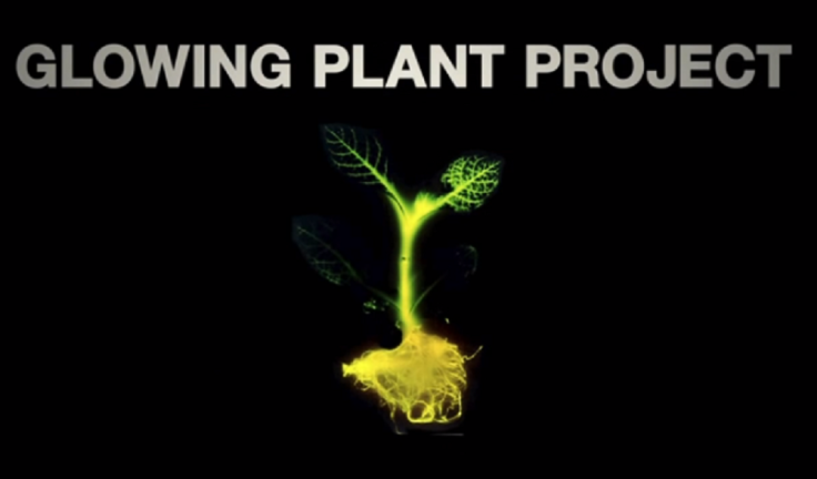 Glowing Plant