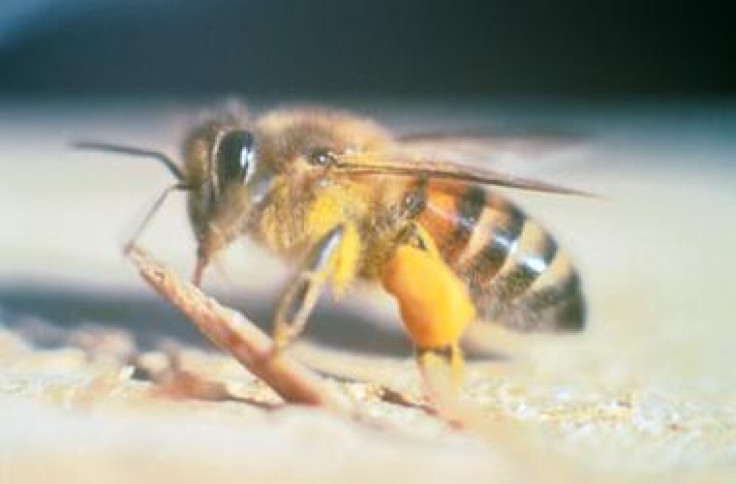 It is officially bee season.