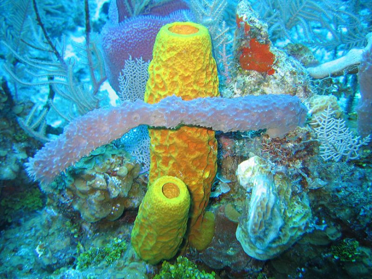 sponge