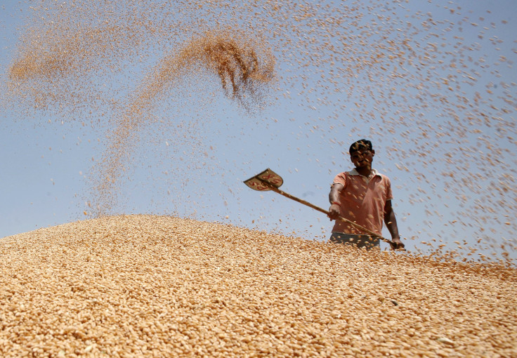 India Wheat 2013