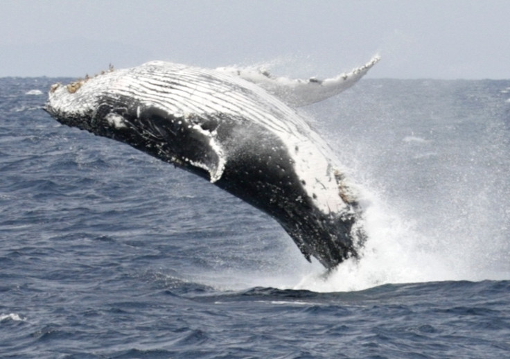 whale-breaching