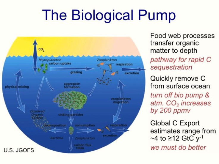 The_Biological_Pump_ENH
