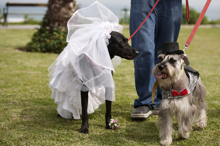 Woman marries dog