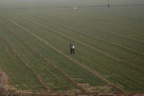 China drought likely to last, threatening winter wheat