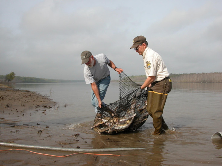 Pallid Sturgeon