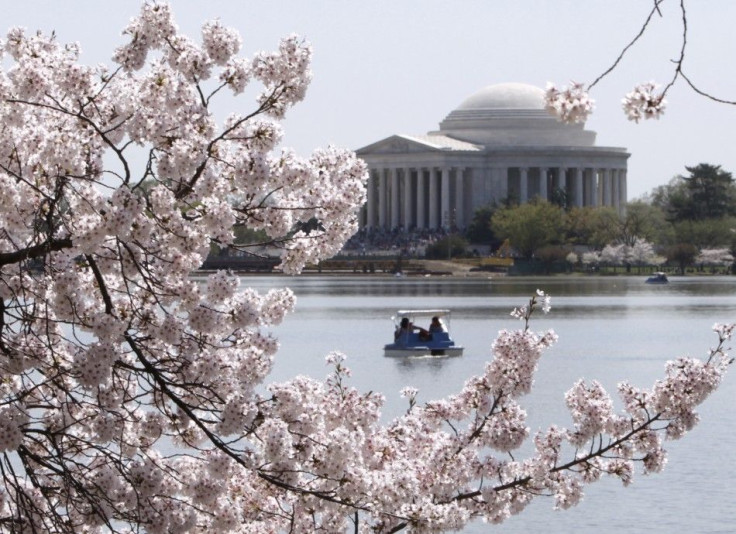 cherry blossoms washington