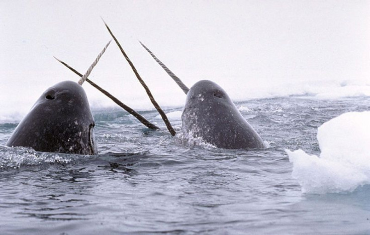 narwhal-tusk