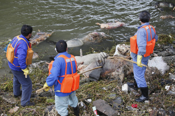 Dead Pig Huangpu