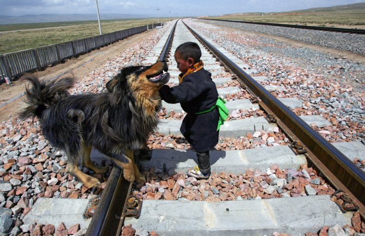 Tibetan Mastiff