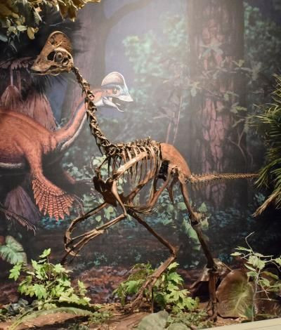 dinosaur