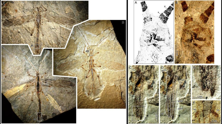 fossil-stick-insect