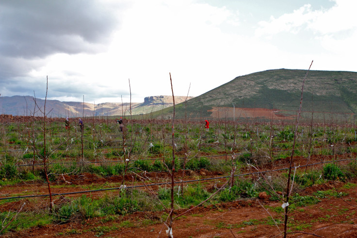 A Fruit Farm in Ifrane, Morocco