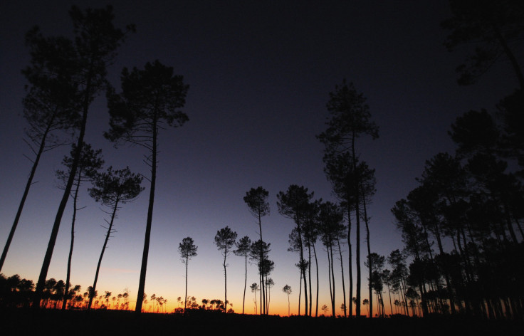 loblolly-pine-genome