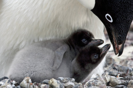 Adelphie penguins chicks look up at their mother in the hope of feeding from her. 