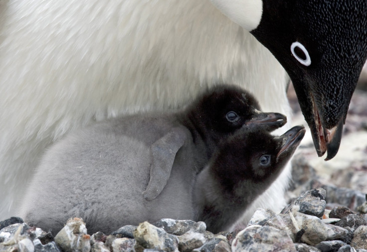 Adelphie penguins chicks look up at their mother in the hope of feeding from her. 