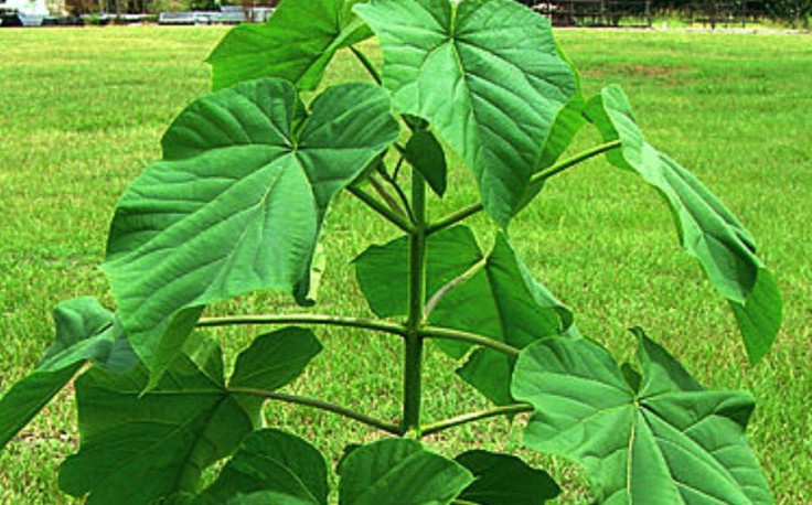 Anagenesis Trifolia Tree