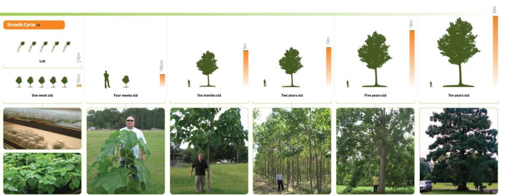 Anagenesis Tree Process